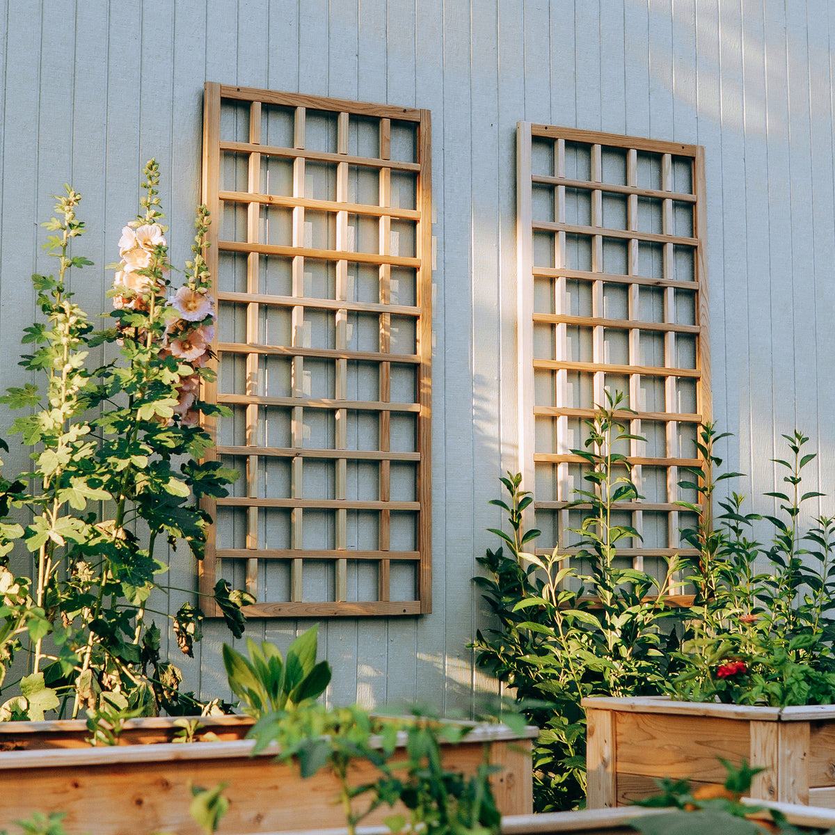 Natural Cedar Wall Mounted Trellises