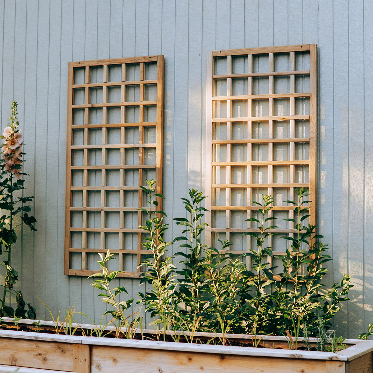 Natural Cedar Wall Mounted Trellises