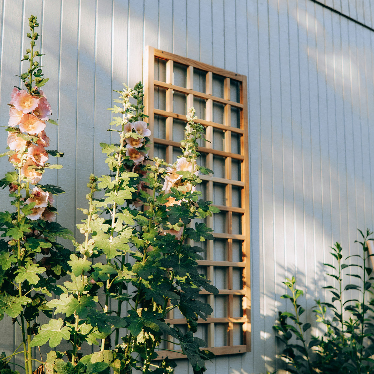 Natural Cedar Wall Mounted Trellises