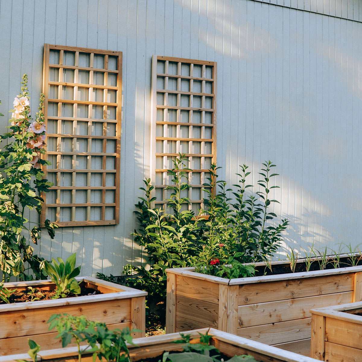 Natural Cedar Wall Mounted Trellises