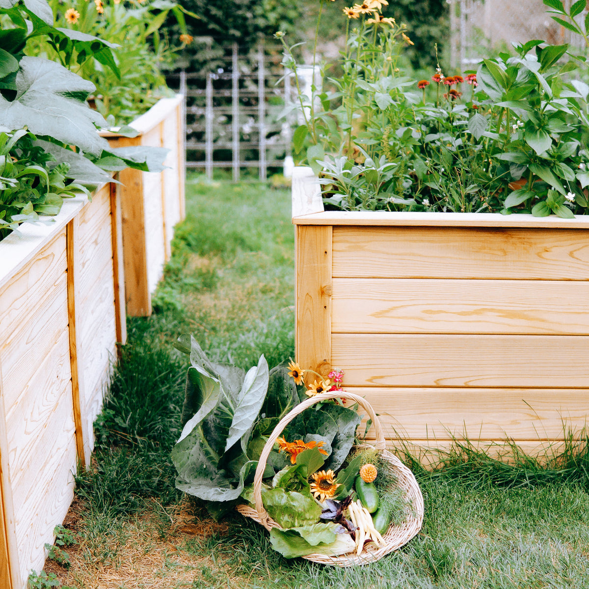 Natural Cedar Raised Garden Beds