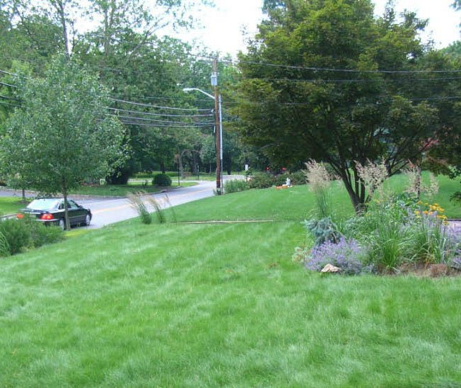 Wildflower Farm's Eco-Lawn Grass Seed - 5 lbs