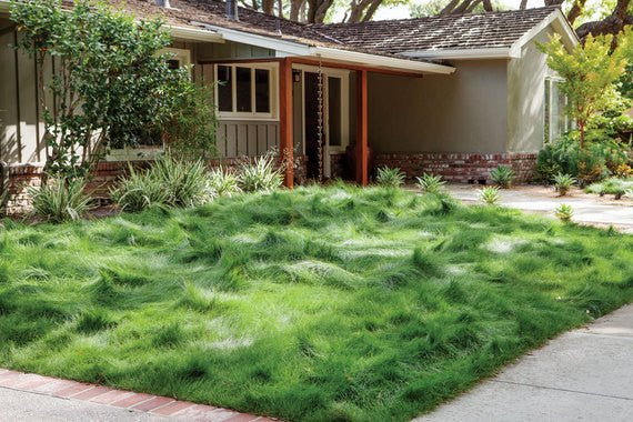 Wildflower Farm's Eco-Lawn Grass Seed - 5 lbs
