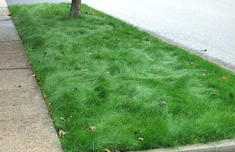 Wildflower Farm's Eco-Lawn Grass Seed - 50 lbs