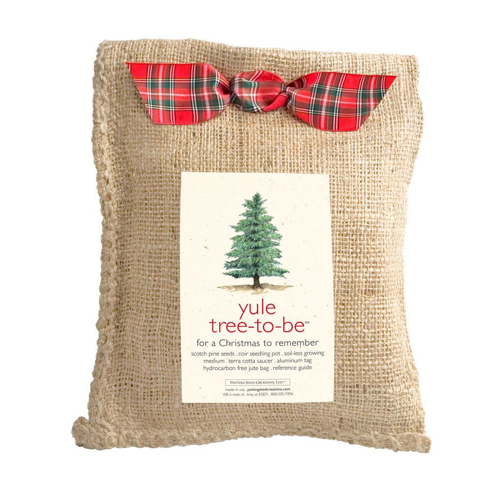 Yule Tree-to-Be option3