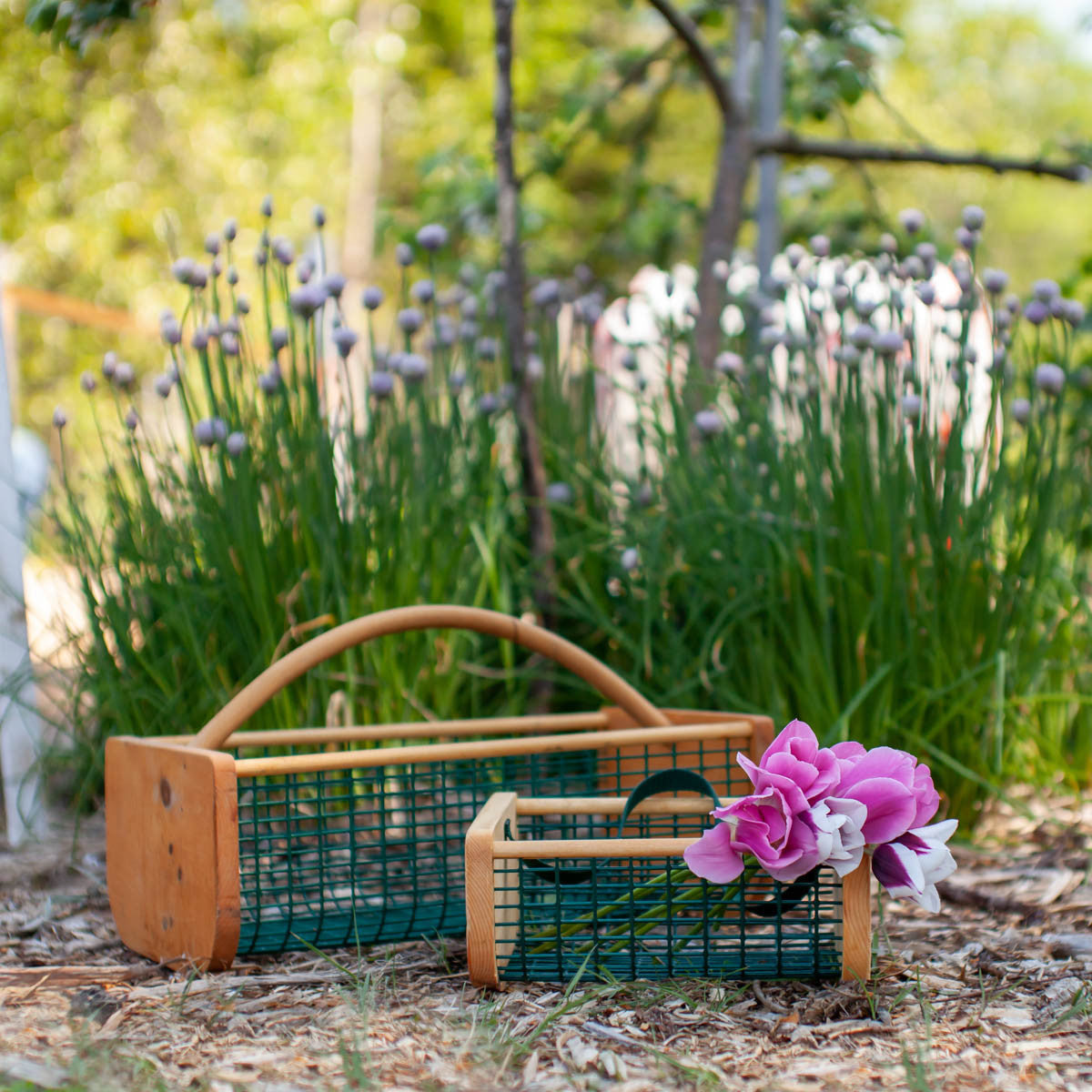 Baby Hod pictured with the Maine Garden Hod 